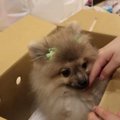 売れ残りの子犬をお…