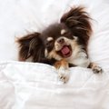 犬がよく真似をする…