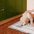 犬がトイレを我慢し…
