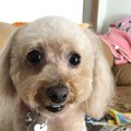 【Laylaの個別リーデ…