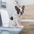 犬のトイレの種類は…