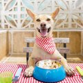 犬のプロテインとは…