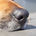 犬が『鼻を鳴らす』…
