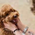 犬に『ありがとう』…