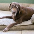 危険な『犬の鳴き声…