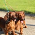 多頭飼いの現実は？…