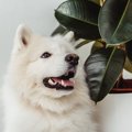 犬にとって危険な『…