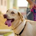 『夏に犬の散歩』を…