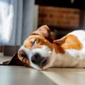 犬が愛想を尽かす飼…