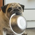 犬が『食中毒』を起…