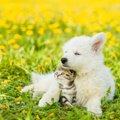 一緒に飼うべきでは…