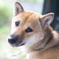 犬に名前をつけると…