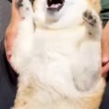 耳に薬をさす犬→『も…