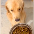 食に興味がない大型…