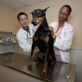 犬を健康診断に連れ…