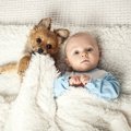犬と赤ちゃんが一緒…