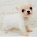 『極小チワワを飼っ…
