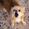 犬が『枯れた鳴き声…