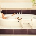 愛犬とお風呂に入る…