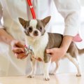 「心臓が悪い犬」に…