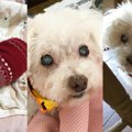 あなたも里親になっ…