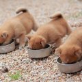 犬の『ごはん』にお…