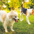 犬同士でも『いじめ…