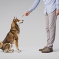 犬が人に心を閉ざし…