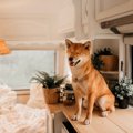 犬が『高いところ』…