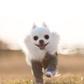 犬が飼い主について…