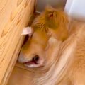 大型犬が眠っていた…