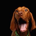 犬のハエ追い行動「…