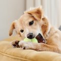 犬のストレス発散は…