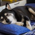 老犬が見せる『可愛…