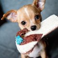 なぜ犬が可愛いのか…