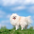 犬はどうして毛が生…