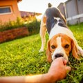 しつけが難しい犬の…