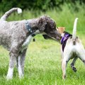 犬がしている『挨拶…
