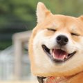 犬が無理して笑って…