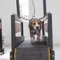 犬用ルームランナー…