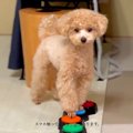 犬の前で『スマホ』…