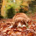 犬が秋に体調を崩し…