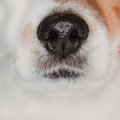 犬が鼻を鳴らすとき…