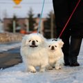 犬が寒さで散歩に行…