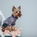 犬がソファーや椅子…