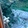 突然の大雨→『大型犬…