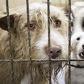 多頭飼育崩壊はなぜ…