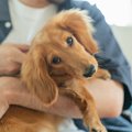 犬が頼りないと感じ…