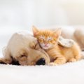 犬が『夢に出てくる…