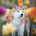 賢い犬によくみられ…